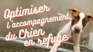 vignette optimiser l'accompagnement du chien en refuge