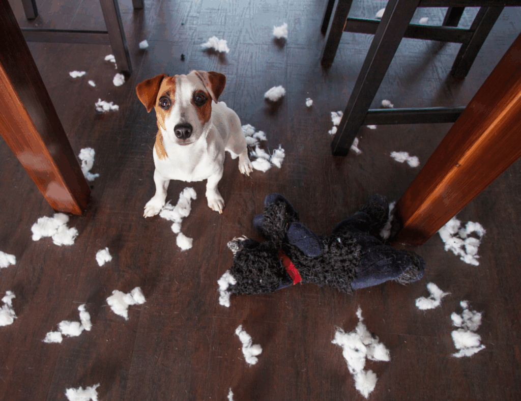 Chien ayant déchiqueté une peluche de chien