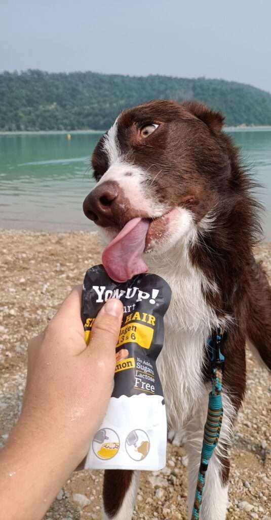 chiot avec sa friandise