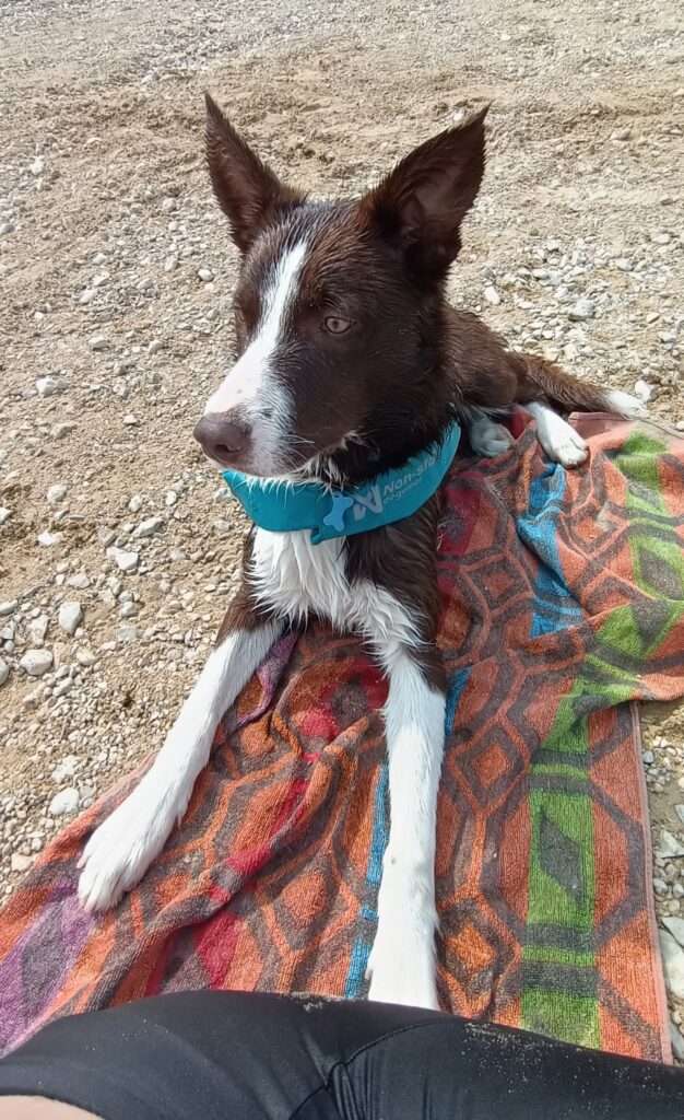chiot couché sur serviette