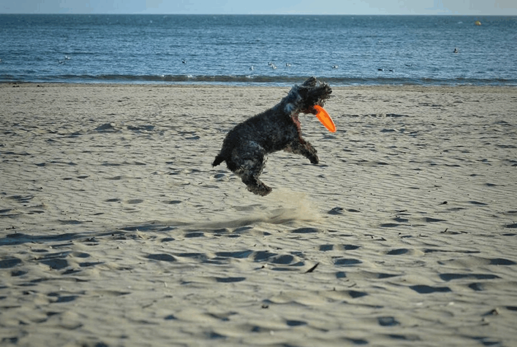 chien à la page qui saute pour attraper un frisbee