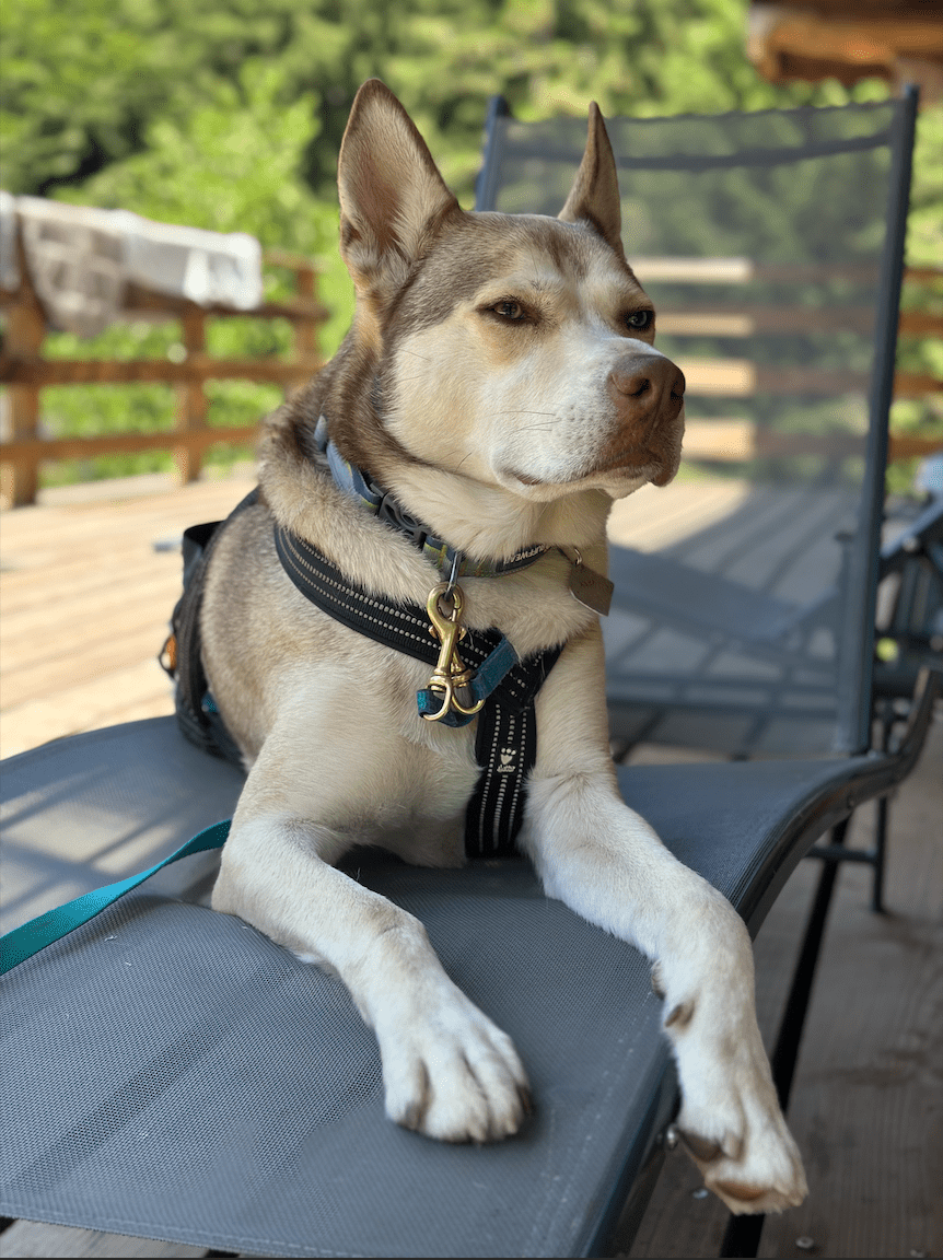 chien allongé sur un transat