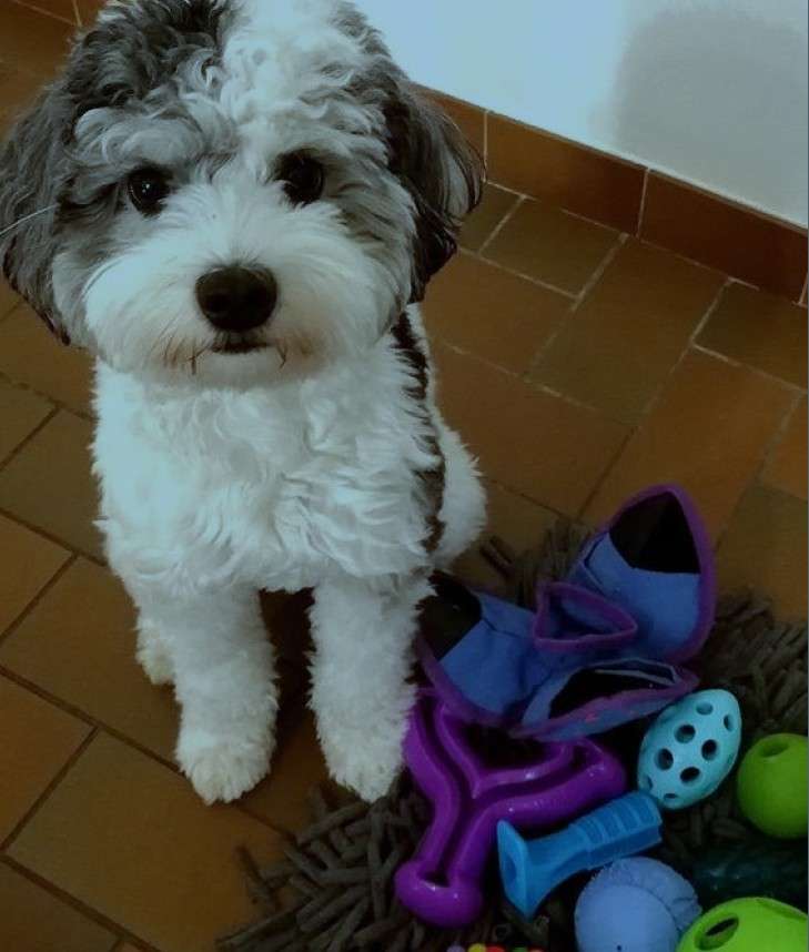 chien assis à coté de ses jouets