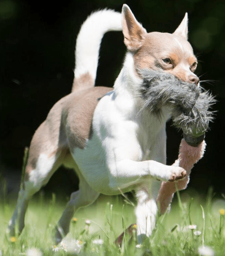 chien jouant avec un tug