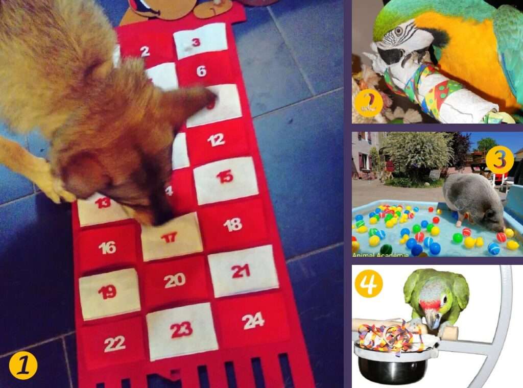 chien, perroquet, cochon fouillant