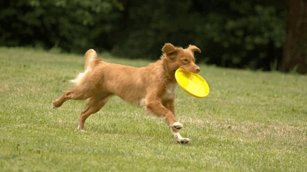 chien qu court avec un frisbee