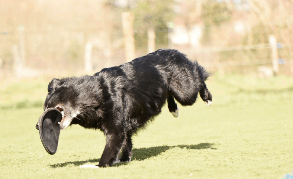 chien qu court avec un frisbee 2