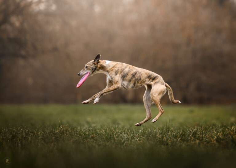 chien qui attrape un frisbee