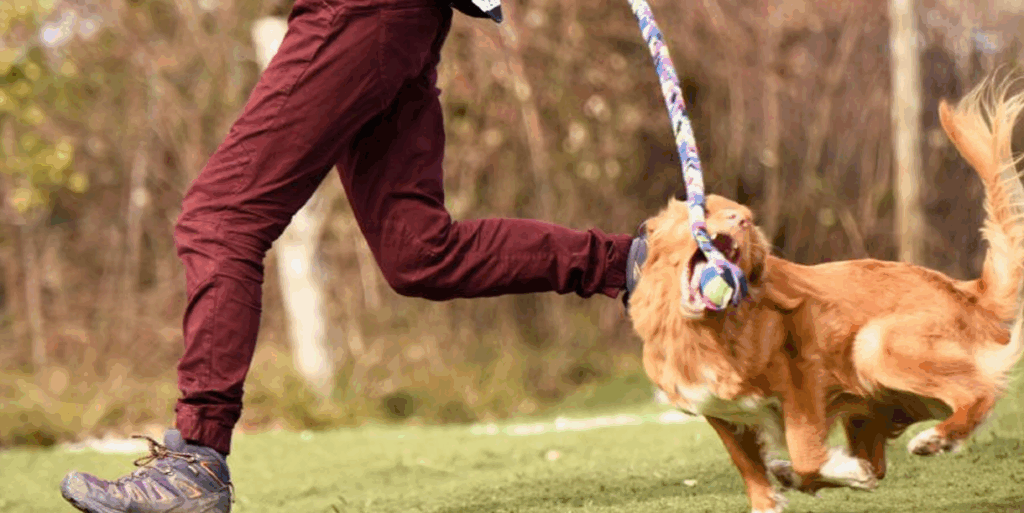 chien qui attrape un tug en pleine course 1
