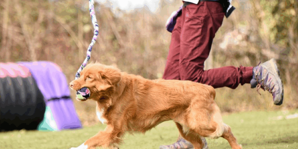 chien qui attrape un tug en pleine course 2