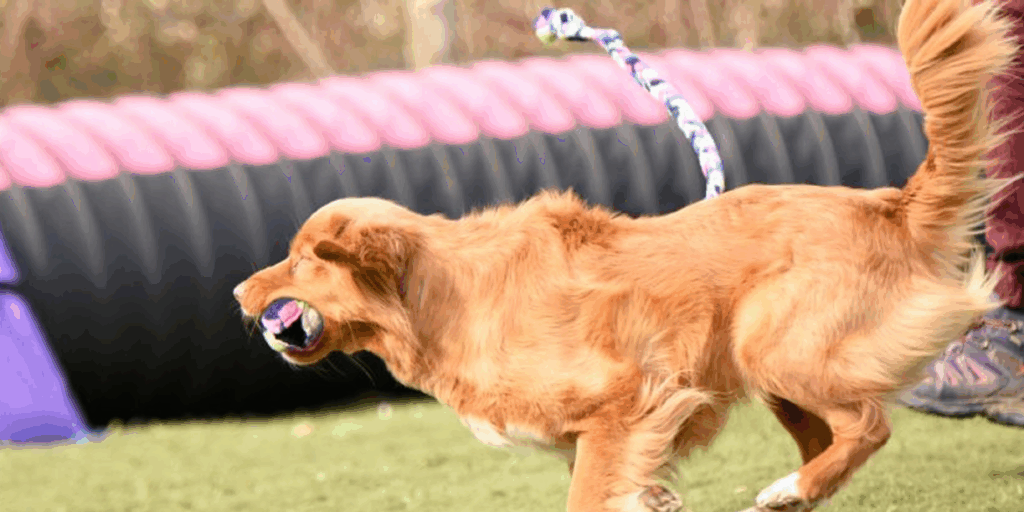 chien qui attrape un tug en pleine course 3