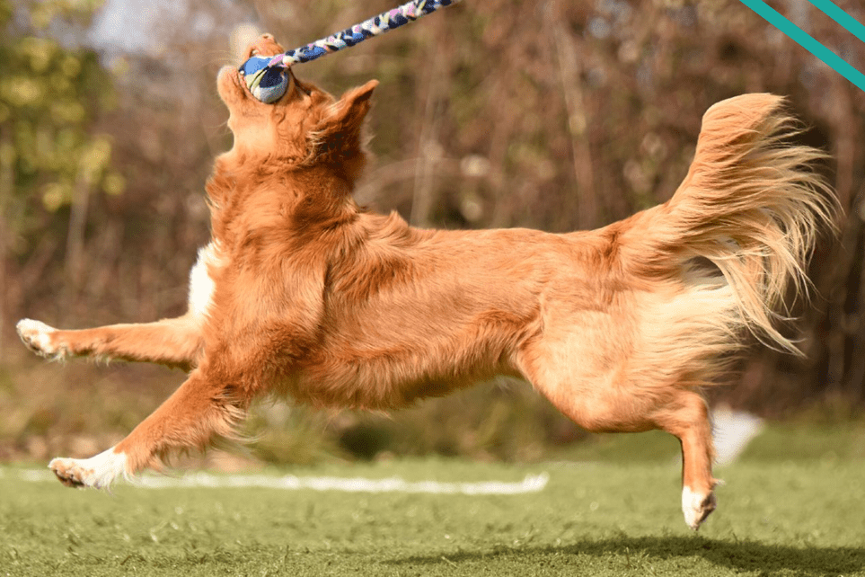chien qui attrape un tug