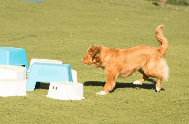 chien qui cherche une balle 1