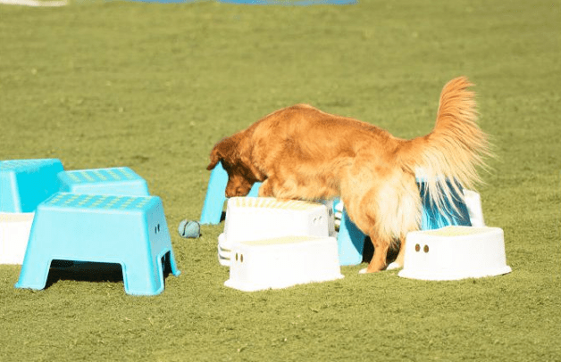 chien qui cherche une balle 2