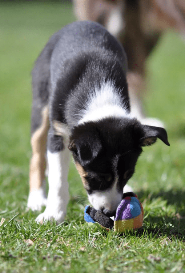 chien qui cherche une friandise dans un jouet