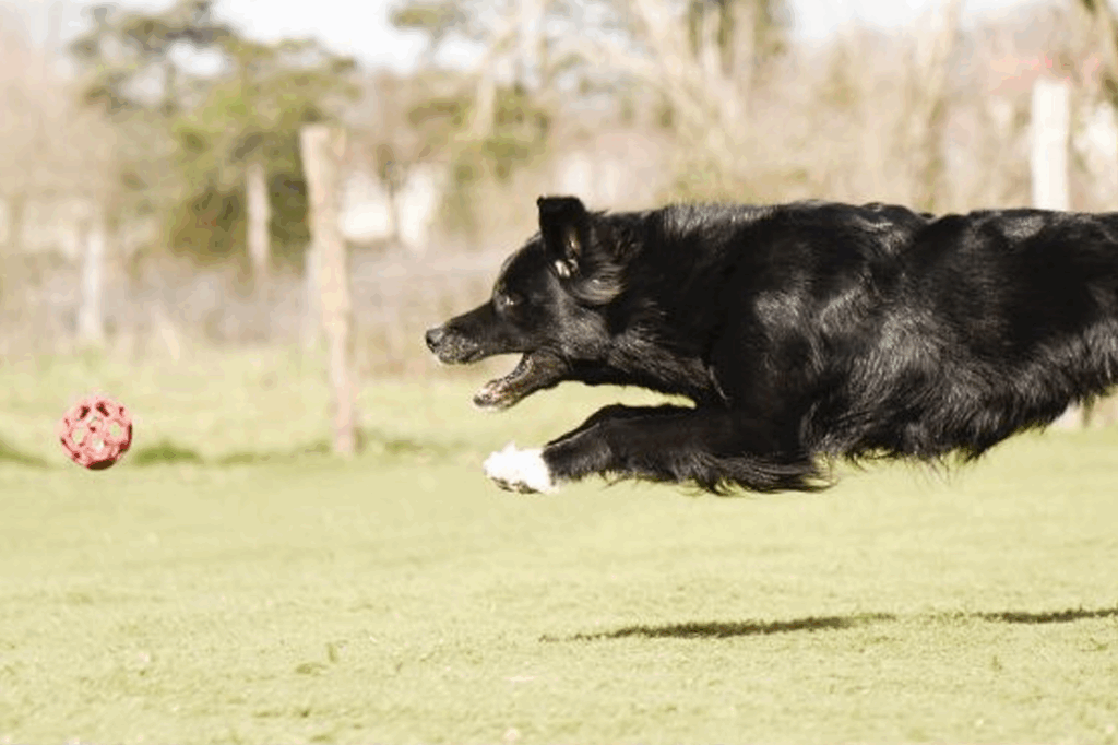 chien qui court après une balle 1