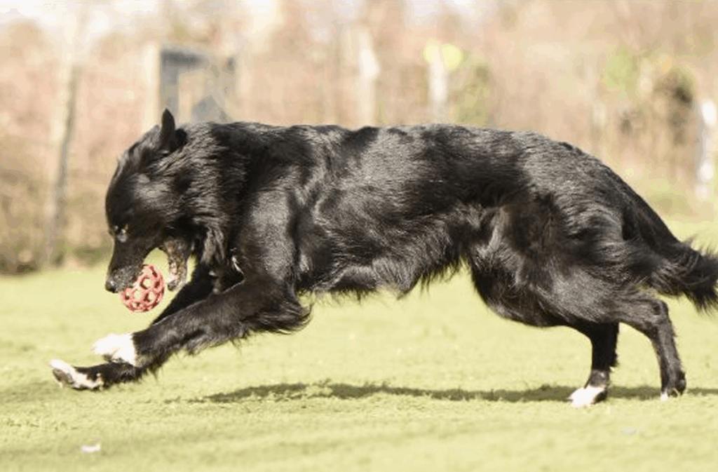 chien qui court après une balle 2