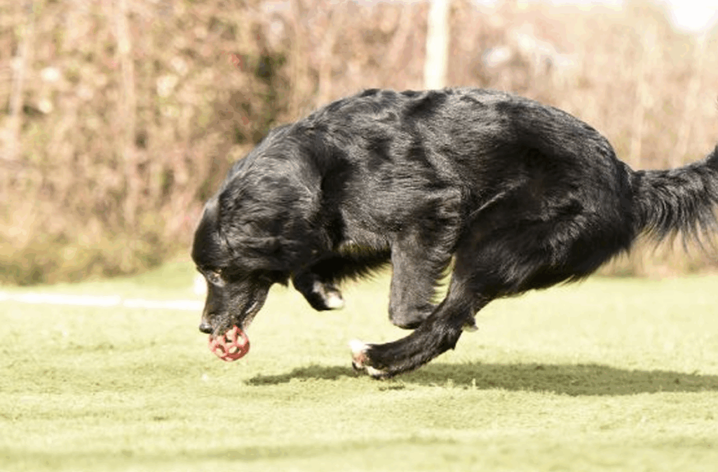chien qui court après une balle 3