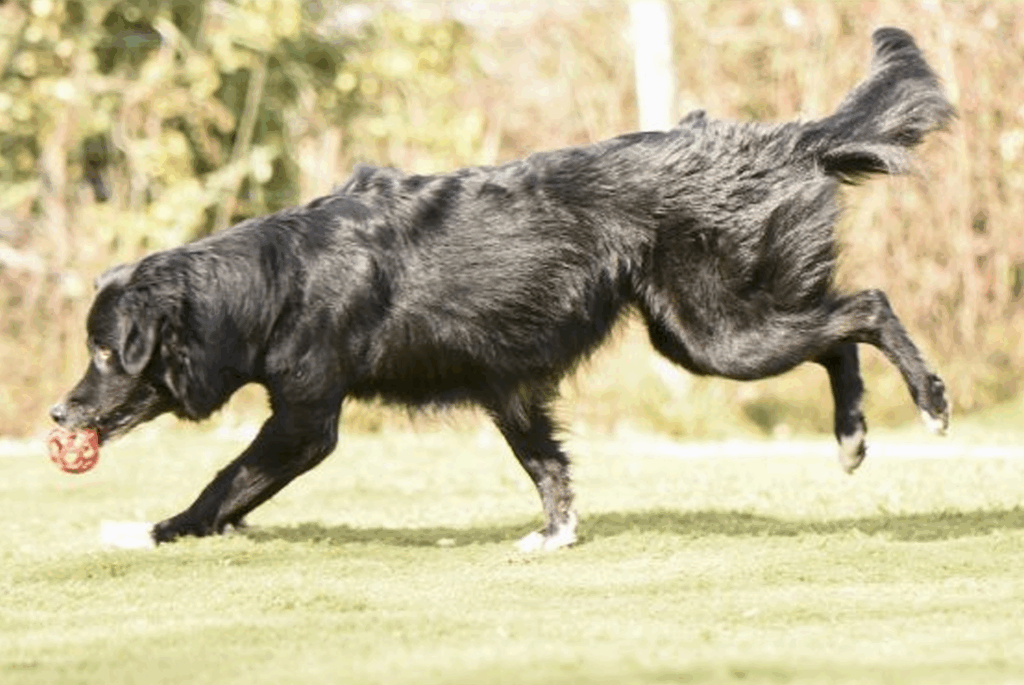 chien qui court après une balle 4
