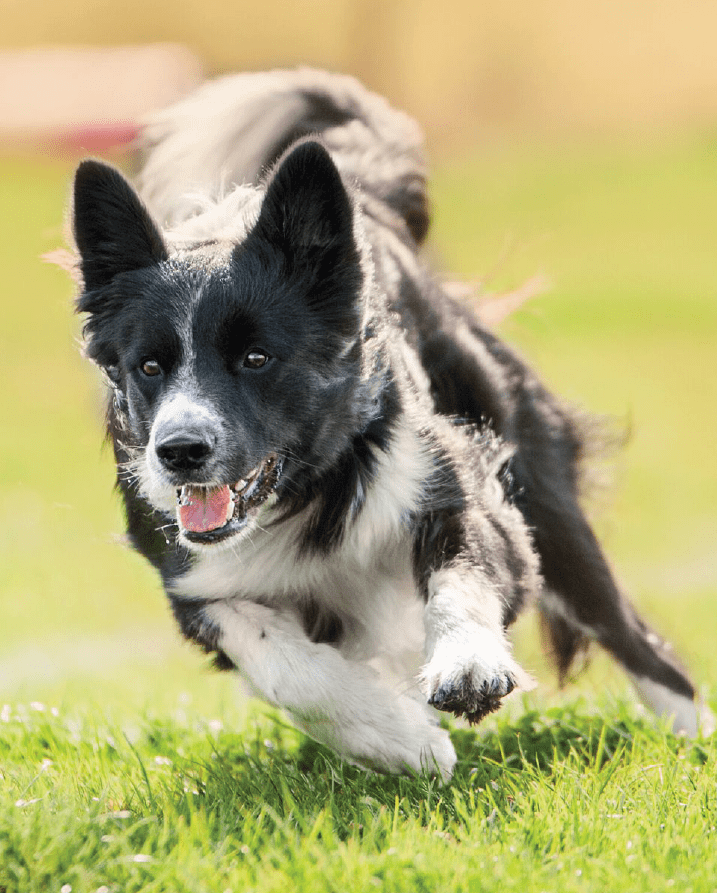 chien qui court dans l'herbe