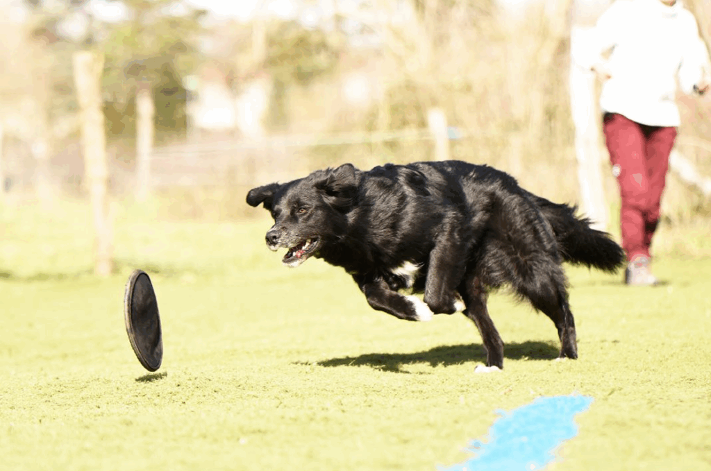 chien qui court derrière un frisbee 1