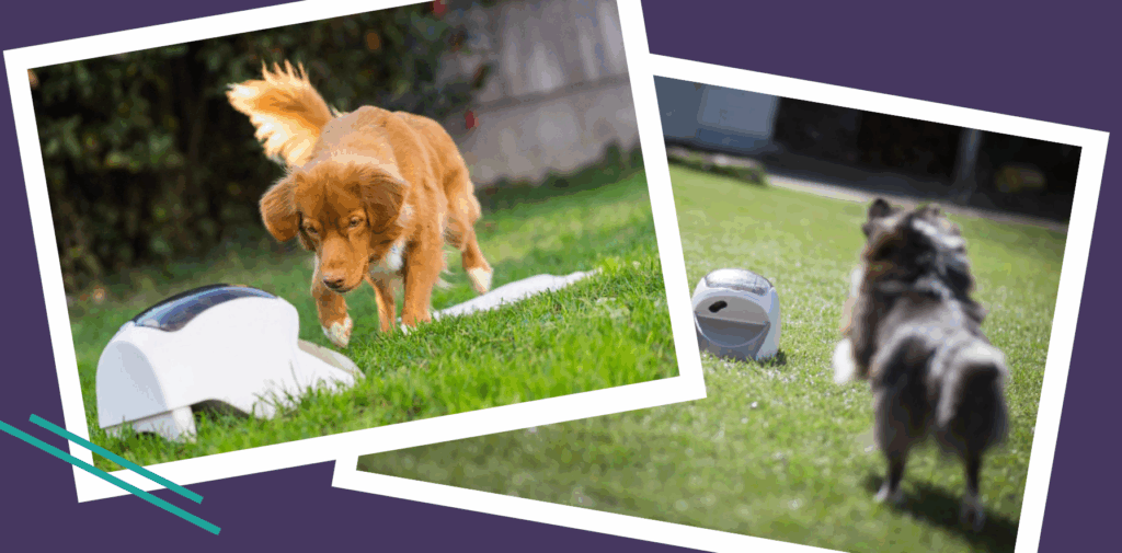 chien qui court vers un distributeur