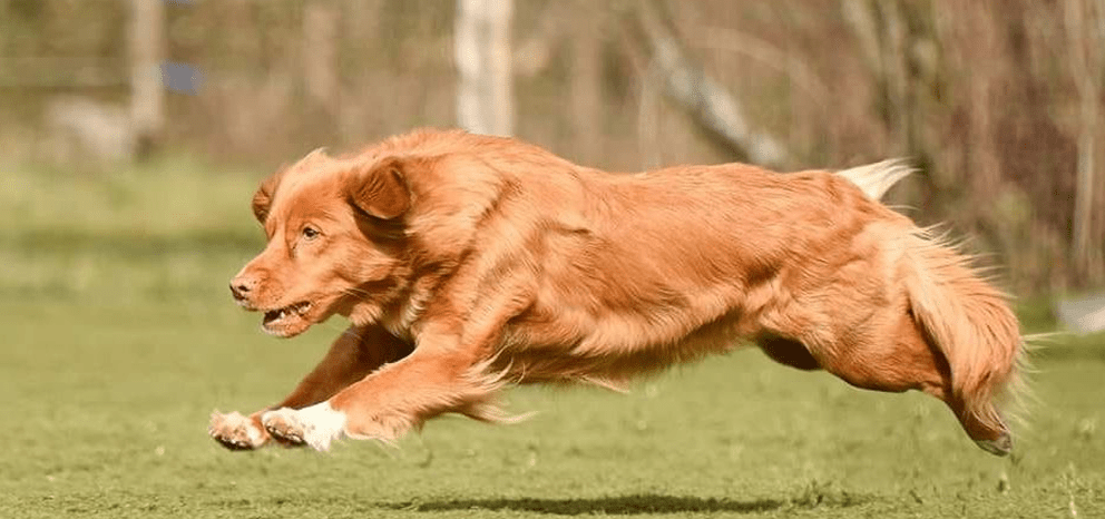 chien qui court