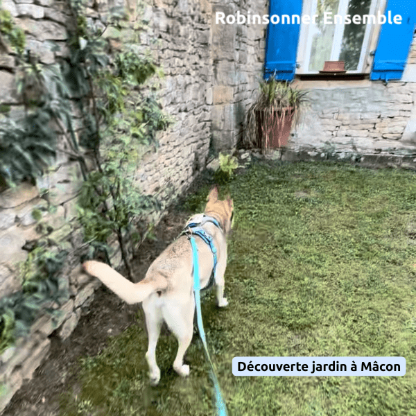 chien qui explore le jardin