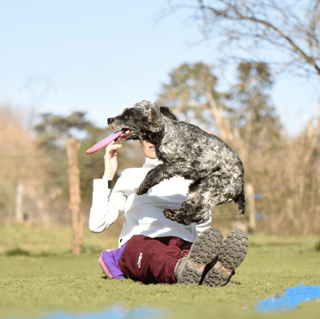 chien qui fait un over en frisbee freestyle 2
