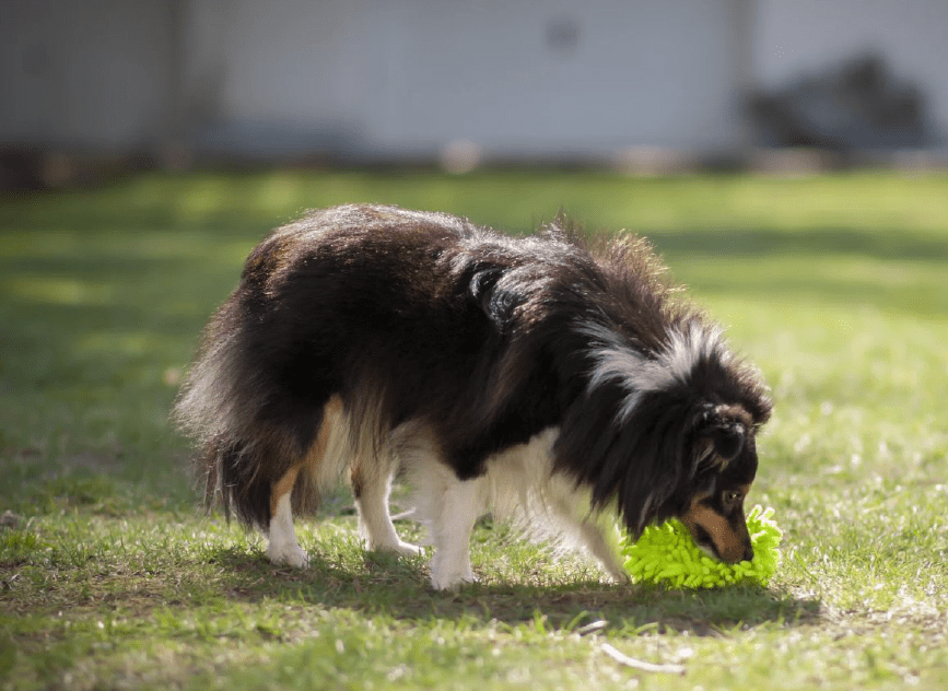 chien qui joue avec un tug (1)