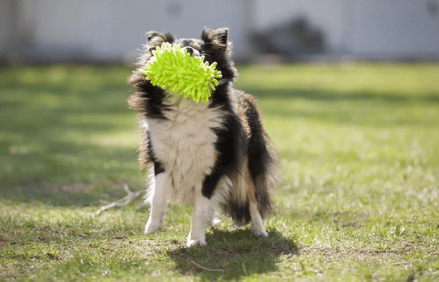 chien qui joue avec un tug