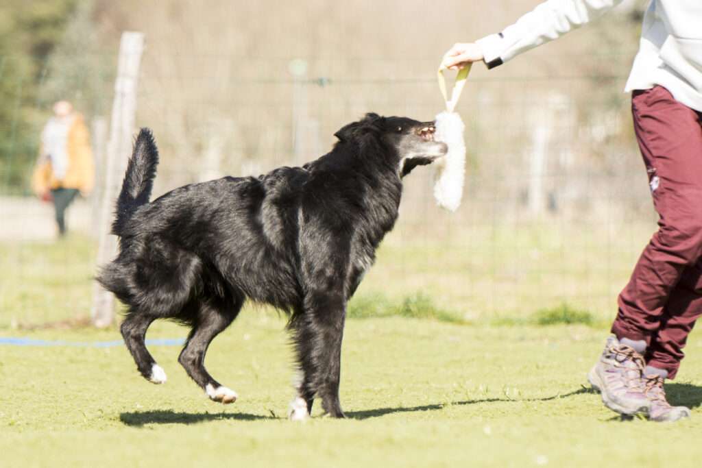 chien qui prend un tug sur le côté