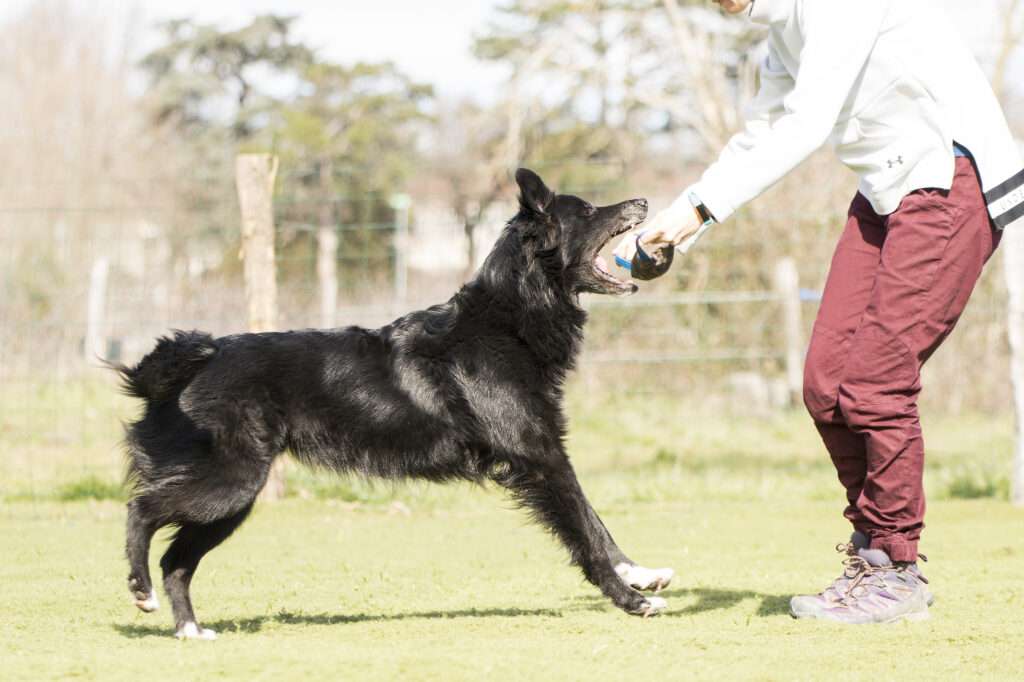 chien qui prend un tug tenu droit