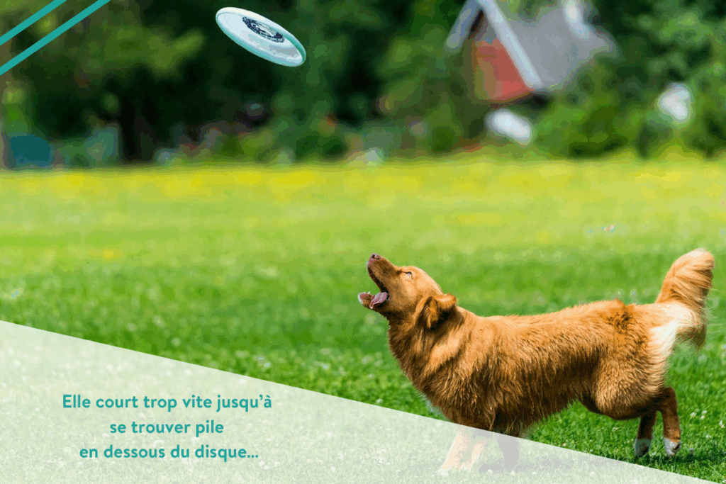 chien qui s'apprete à sauter pour attraper un frisbee