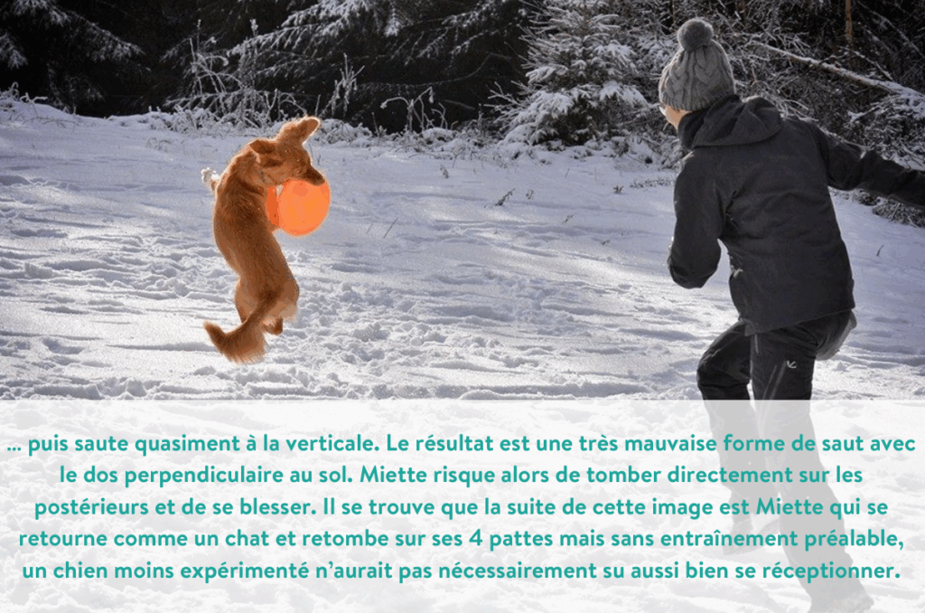 chien qui saute mal pour attraper un frisbee