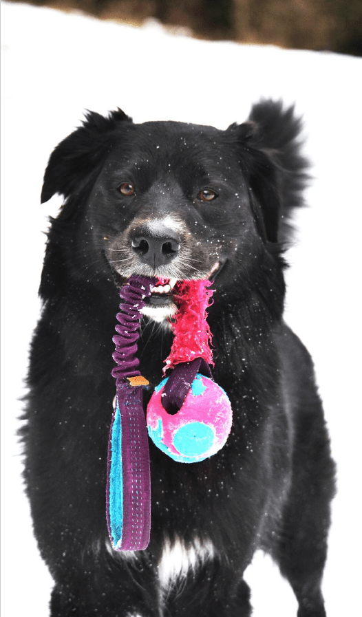 chien qui tient un tug en gueule