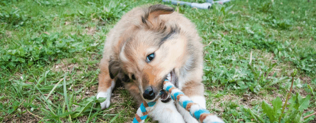 chien qui tire sur un tug
