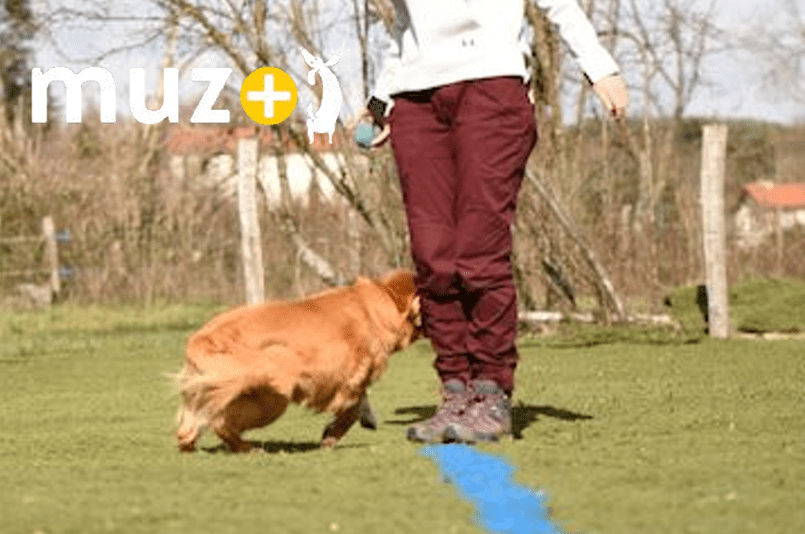 chien qui tourne autour de jambe 1