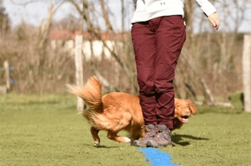 chien qui tourne autour de jambe 2