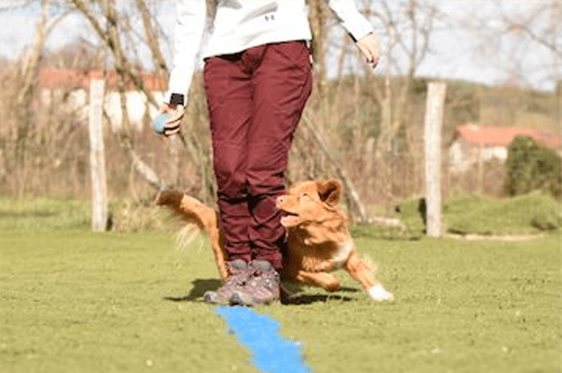chien qui tourne autour de jambe 3