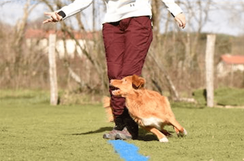 chien qui tourne autour de jambe 4
