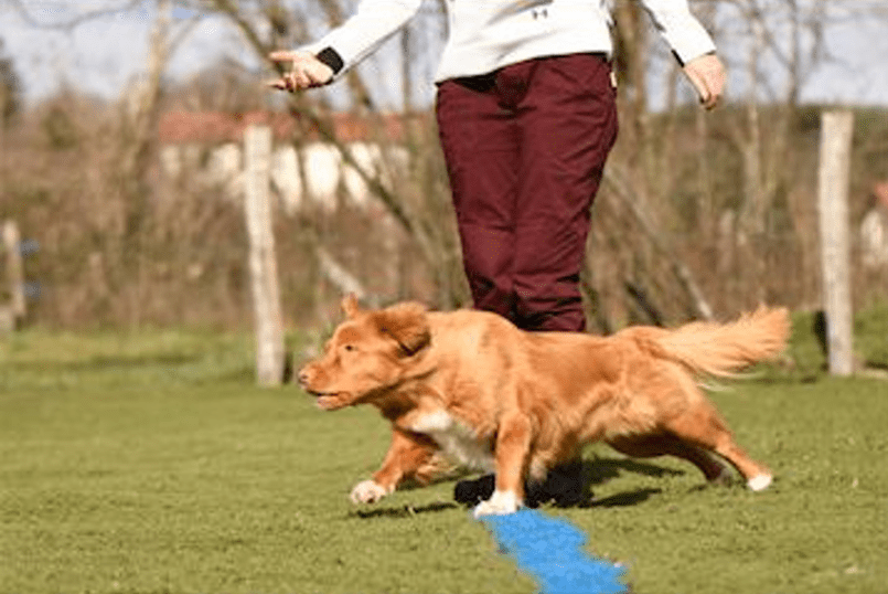 chien qui tourne autour de jambe 5