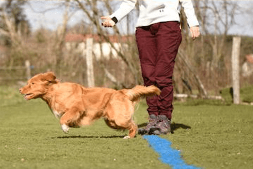 chien qui tourne autour de jambe 6