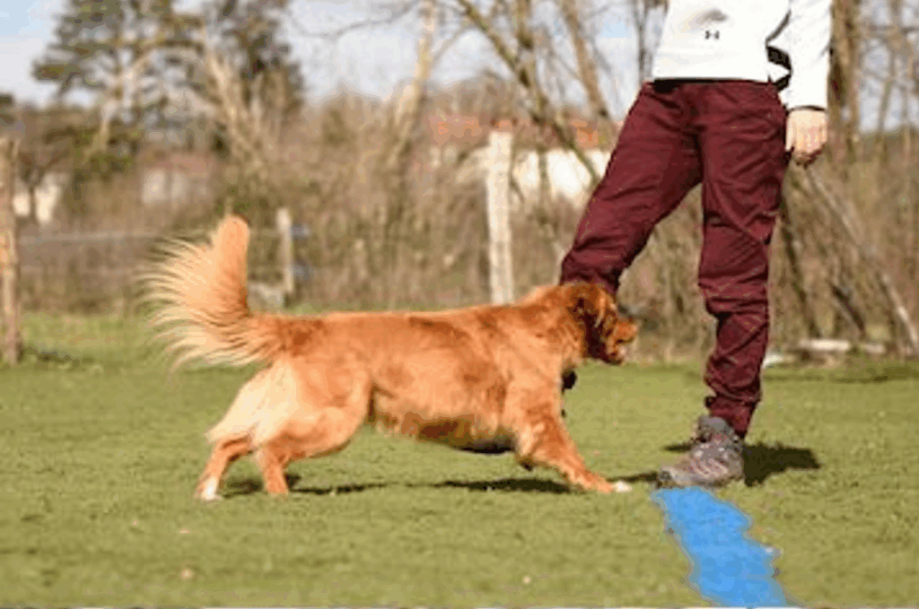 chien qui tourne en passant sous la jambe 1