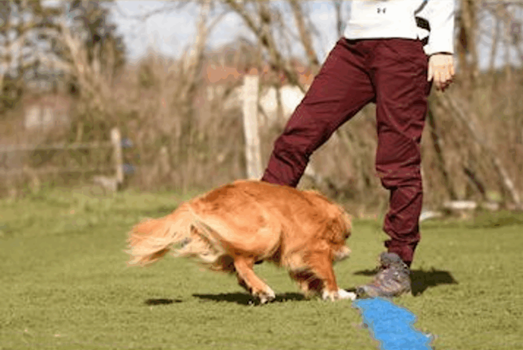 chien qui tourne en passant sous la jambe 2