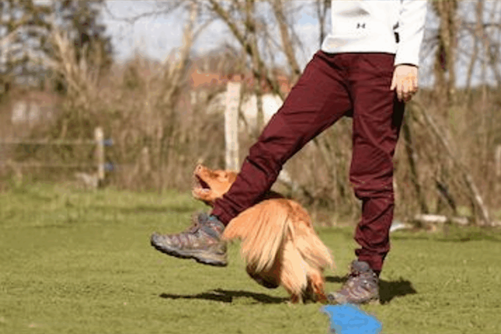 chien qui tourne en passant sous la jambe 3