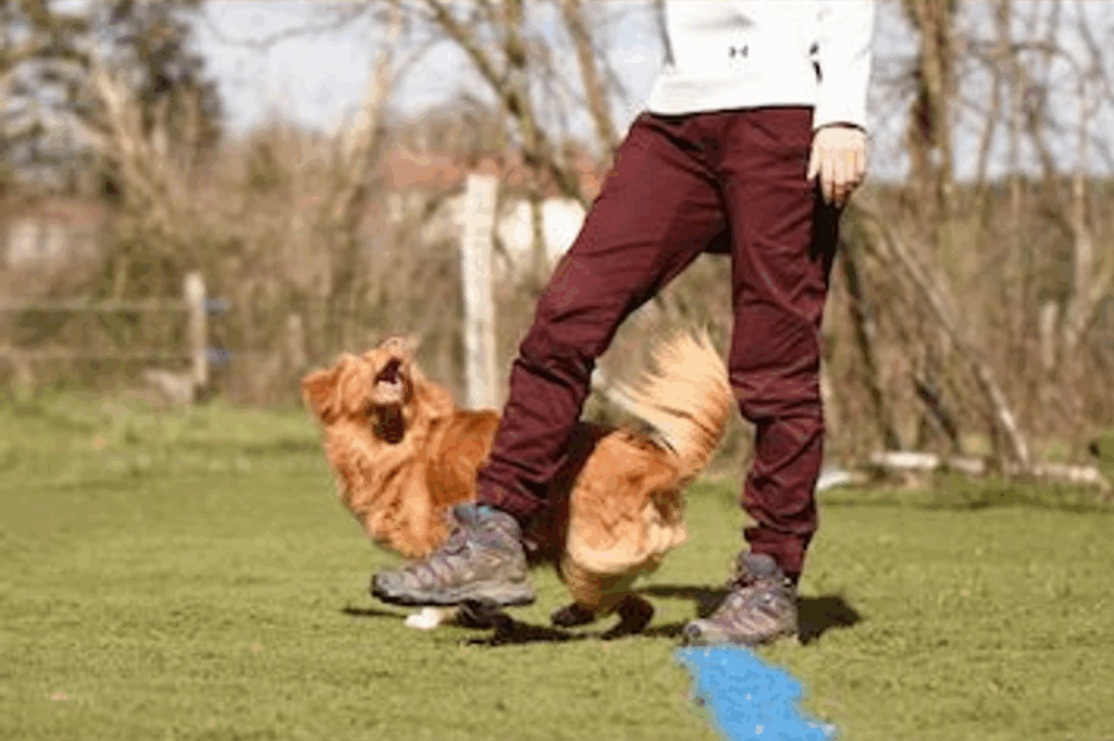 chien qui tourne en passant sous la jambe 4