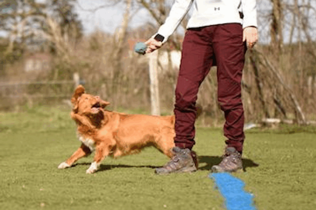 chien qui tourne en passant sous la jambe 5