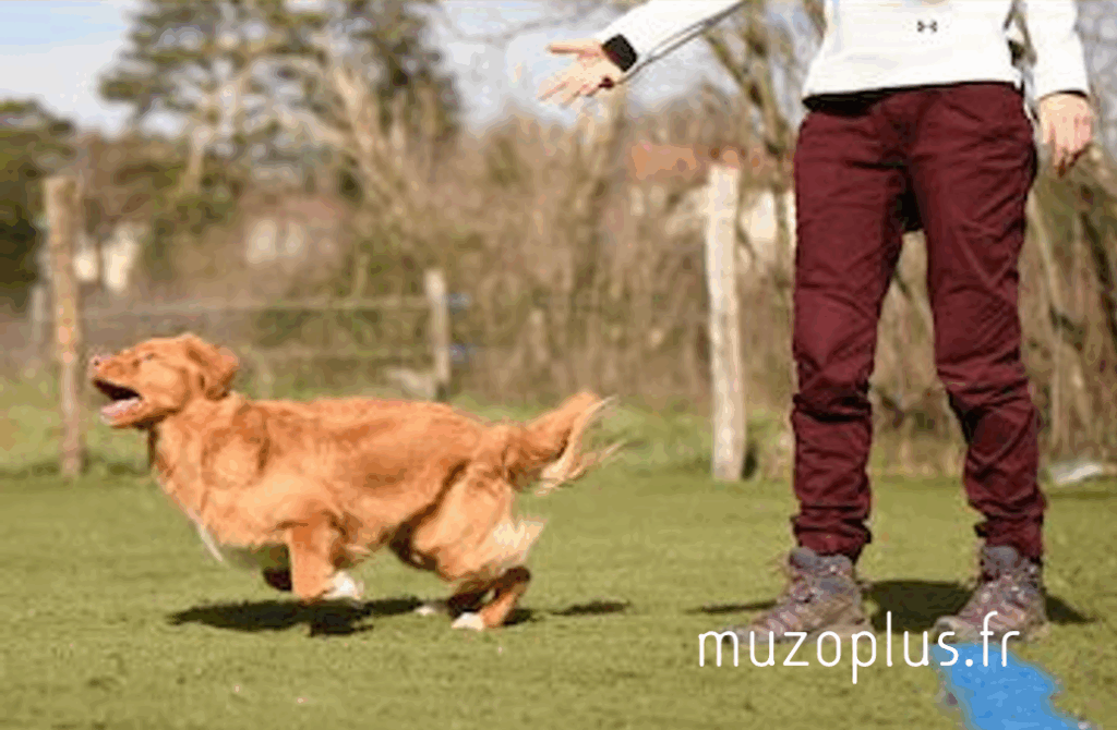 chien qui tourne en passant sous la jambe 6