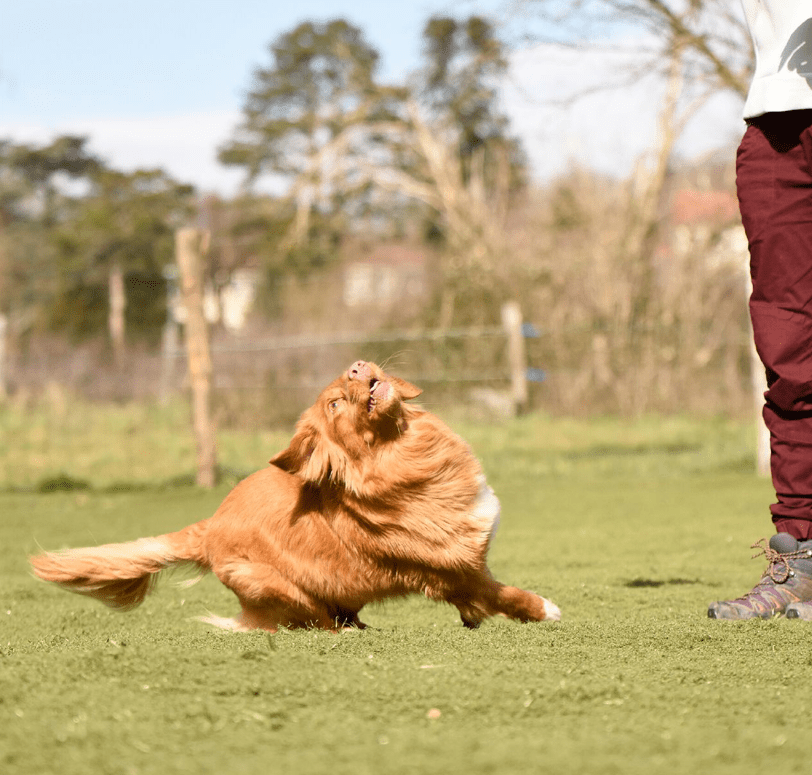 chien qui veut attraper une balle 2